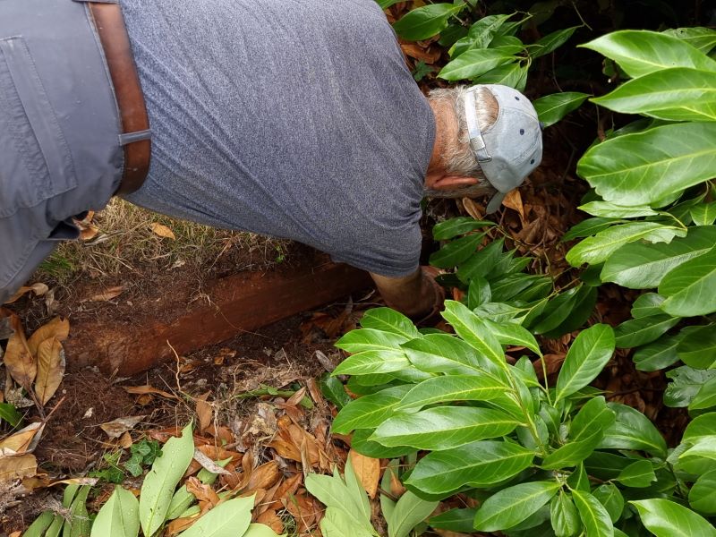 Dave cutting back the hedge to expose the grave