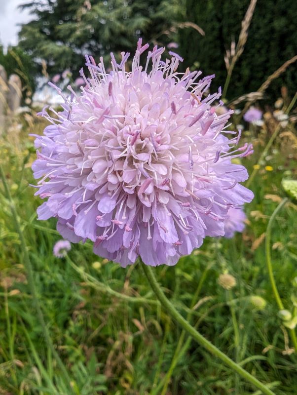 scabious